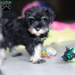 Percy, Miniature Schnauzer Puppy