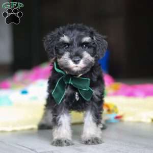 Percy, Miniature Schnauzer Puppy