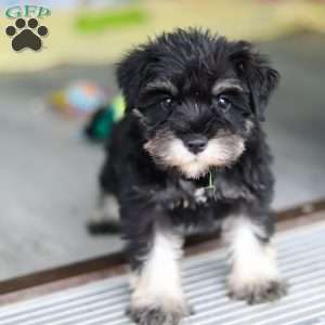 Percy, Miniature Schnauzer Puppy