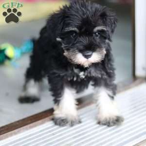 Percy, Miniature Schnauzer Puppy