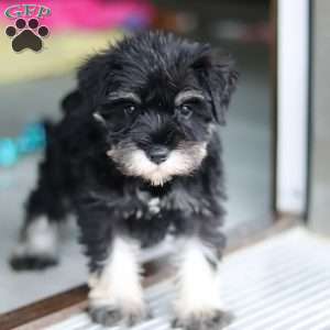 Percy, Miniature Schnauzer Puppy