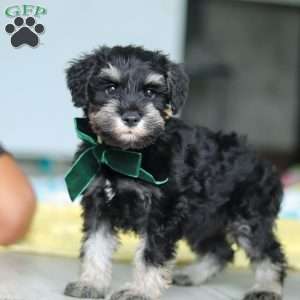 Percy, Miniature Schnauzer Puppy