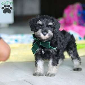 Percy, Miniature Schnauzer Puppy
