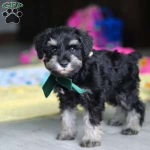 Percy, Miniature Schnauzer Puppy
