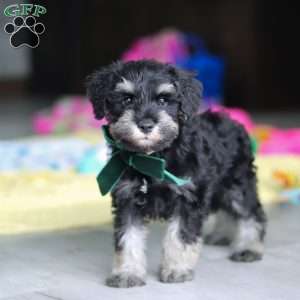 Percy, Miniature Schnauzer Puppy