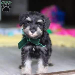 Percy, Miniature Schnauzer Puppy