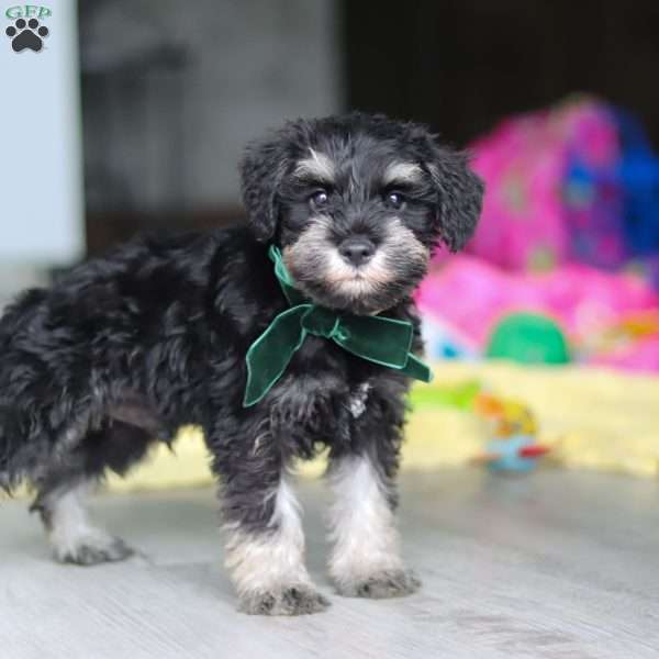 Percy, Miniature Schnauzer Puppy