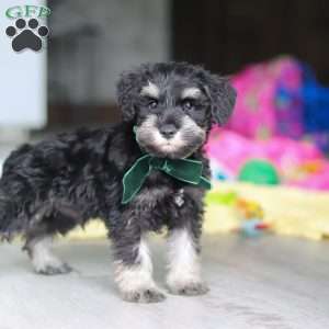Percy, Miniature Schnauzer Puppy