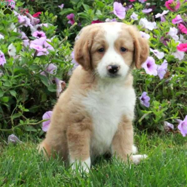 Percy, Mini Bernedoodle Puppy