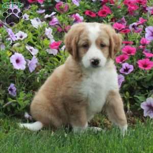 Percy, Mini Bernedoodle Puppy