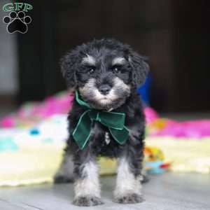 Percy, Miniature Schnauzer Puppy
