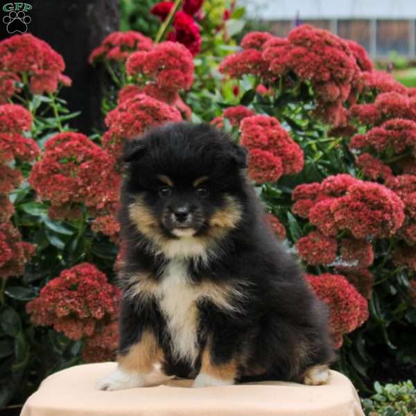 Pete, Pomeranian Puppy