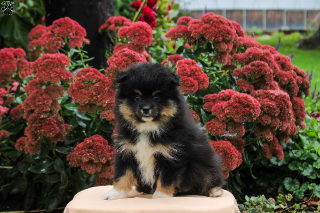 Pete (Pomeranian, Male) in Kinzers, PA