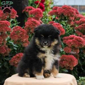 Pete, Pomeranian Puppy