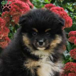 Pete, Pomeranian Puppy
