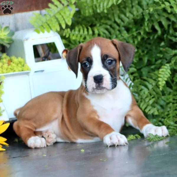 Petunia, Boxer Puppy