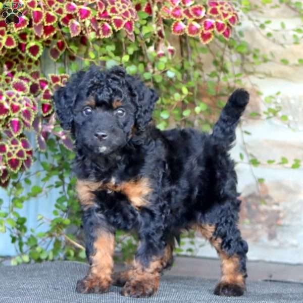 Petunia, Mini Bernedoodle Puppy