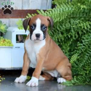 Petunia, Boxer Puppy