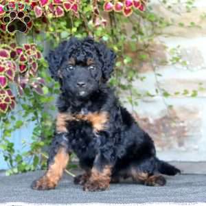 Petunia, Mini Bernedoodle Puppy