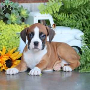 Petunia, Boxer Puppy