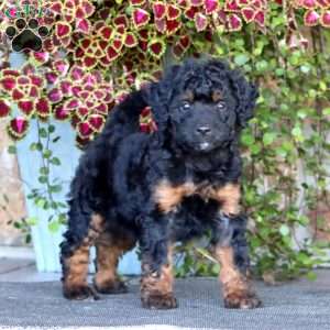 Petunia, Mini Bernedoodle Puppy