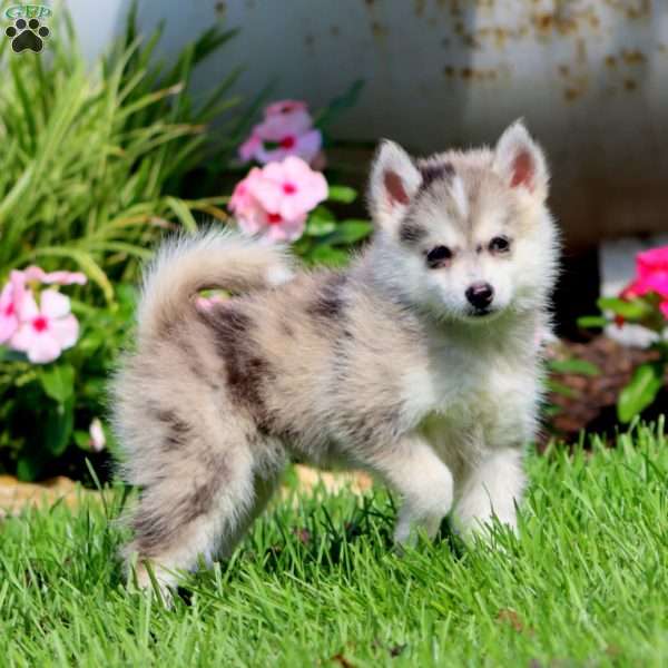 Peyton, Pomsky Puppy