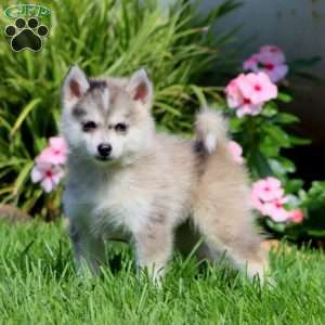Peyton, Pomsky Puppy