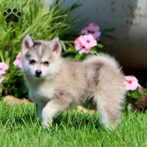 Peyton, Pomsky Puppy