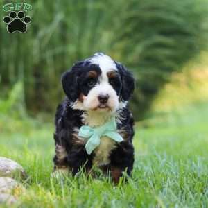 Pez, Mini Bernedoodle Puppy