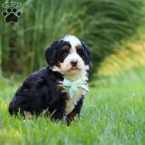 Pez, Mini Bernedoodle Puppy