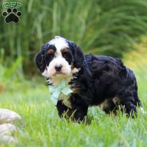 Pez, Mini Bernedoodle Puppy