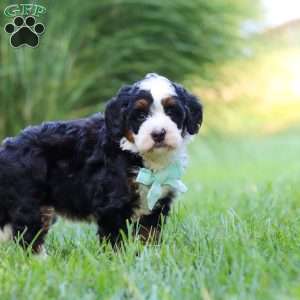 Pez, Mini Bernedoodle Puppy