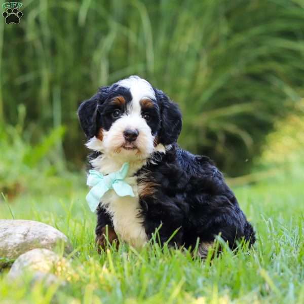 Pez, Mini Bernedoodle Puppy