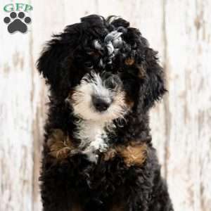 Philly, Mini Bernedoodle Puppy