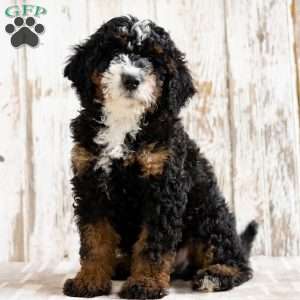 Philly, Mini Bernedoodle Puppy