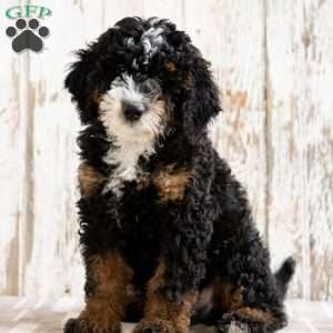 Philly, Mini Bernedoodle Puppy