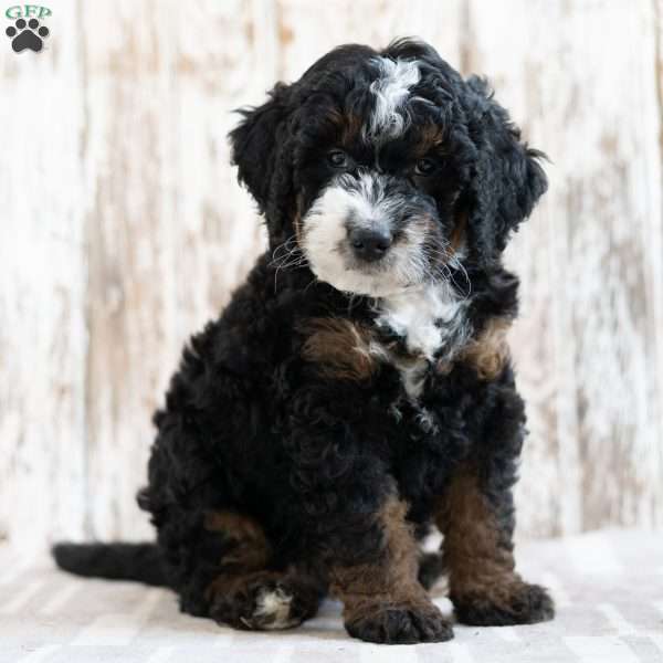 Philly, Mini Bernedoodle Puppy