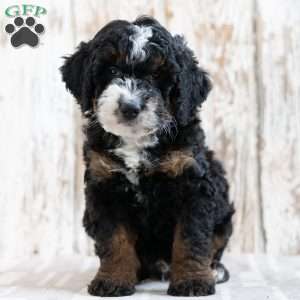 Philly, Mini Bernedoodle Puppy