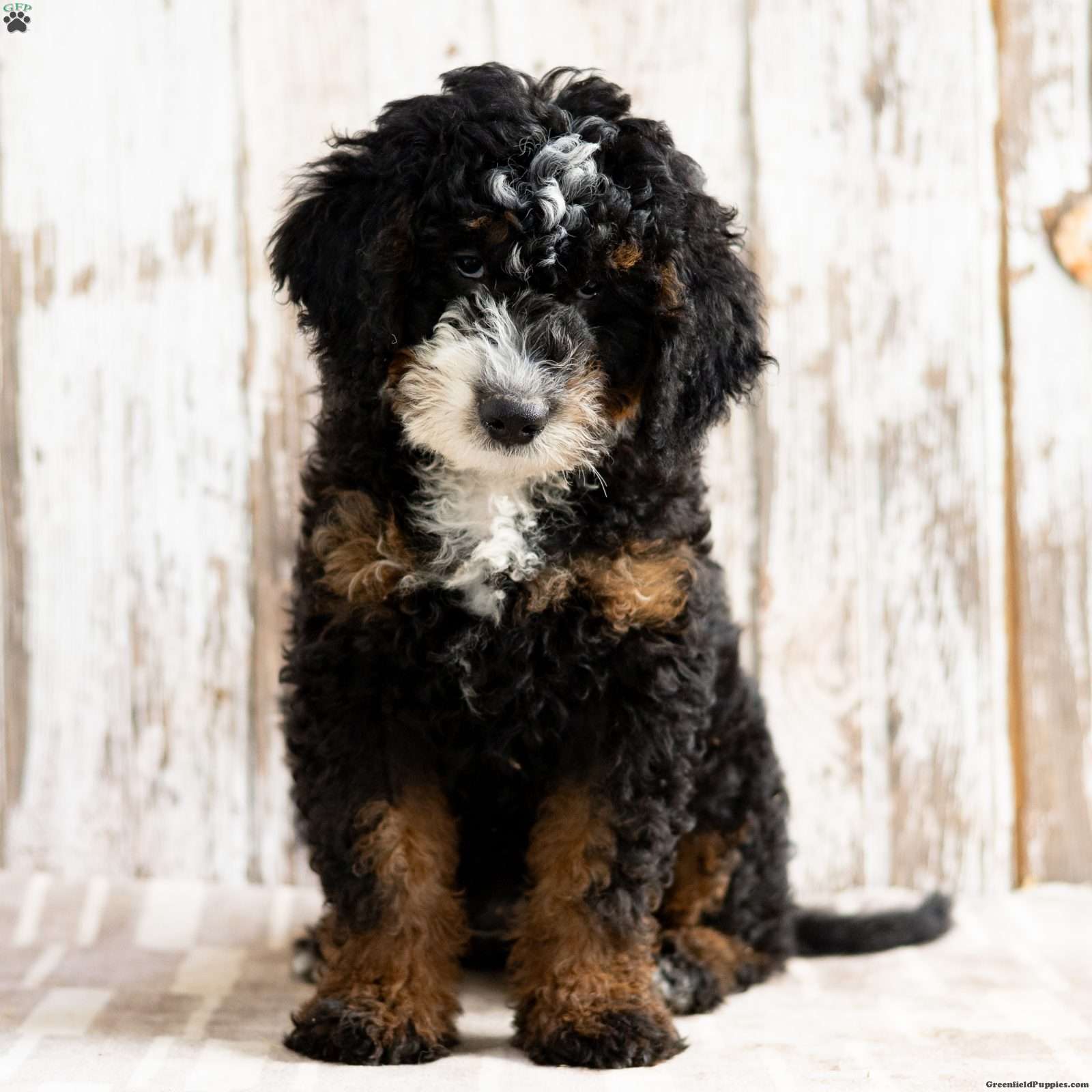 Philly (Doodle / designer cross, Male) in Sunbury, PA