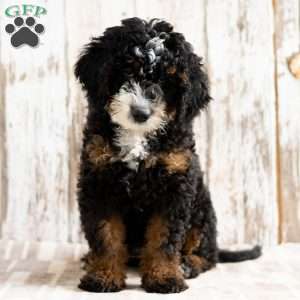 Philly, Mini Bernedoodle Puppy