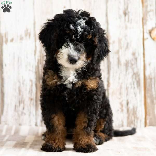 Philly, Mini Bernedoodle Puppy