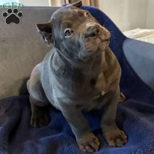 Blue, Cane Corso Puppy
