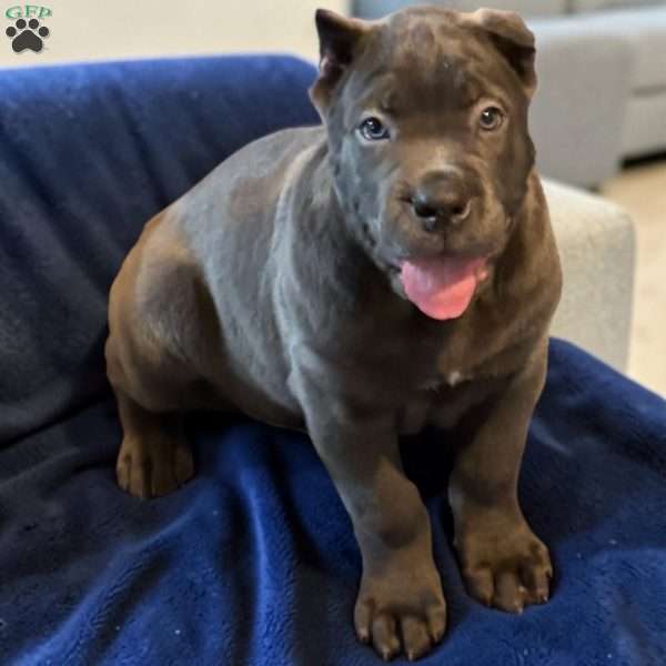 Blue, Cane Corso Puppy