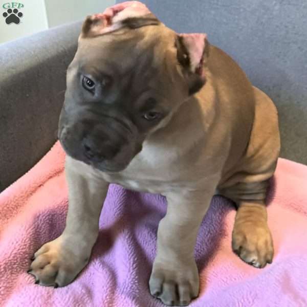 Formentino, Cane Corso Puppy