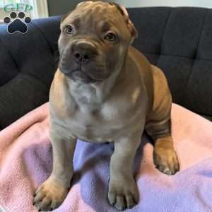 Formentino, Cane Corso Puppy