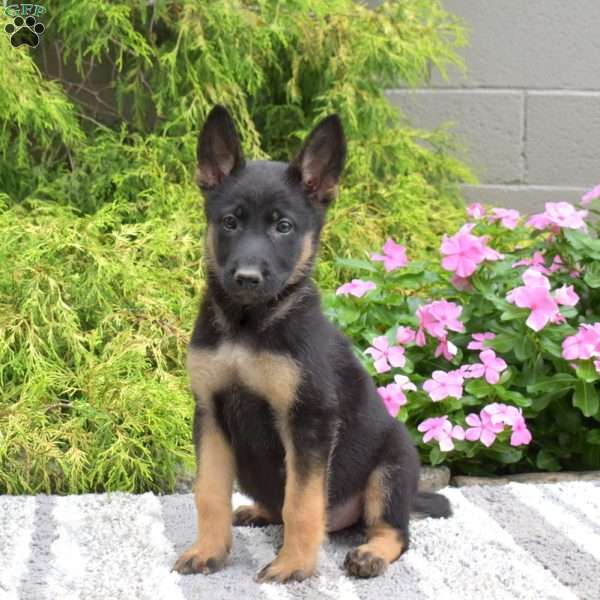 Piper, German Shepherd Mix Puppy