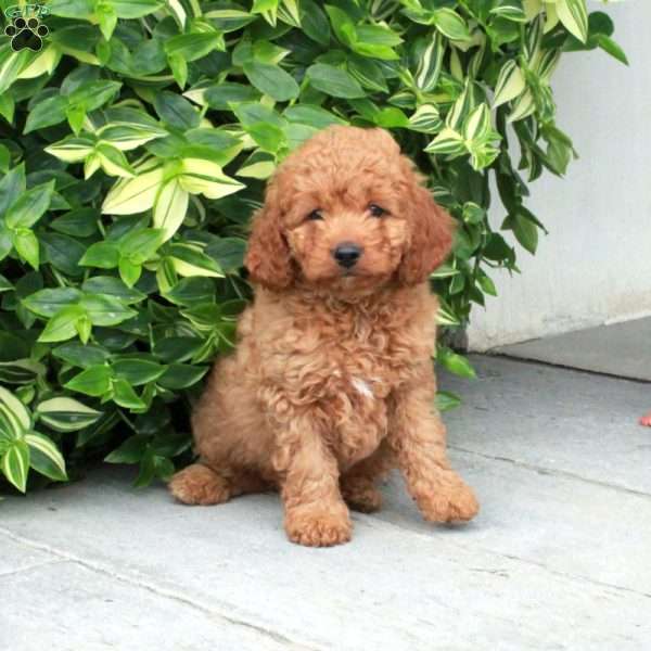 Piper, Cavapoo Puppy
