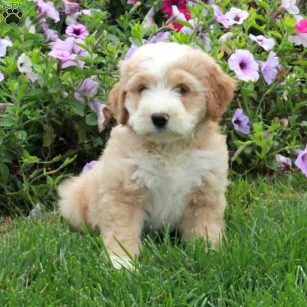 Piper, Mini Bernedoodle Puppy
