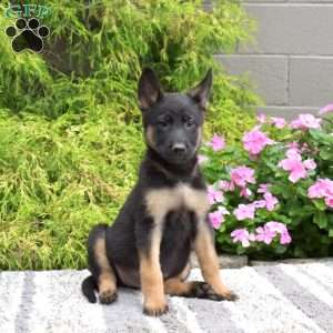 Piper, German Shepherd Mix Puppy