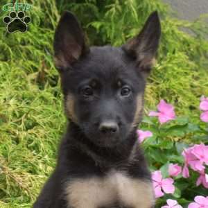 Piper, German Shepherd Mix Puppy